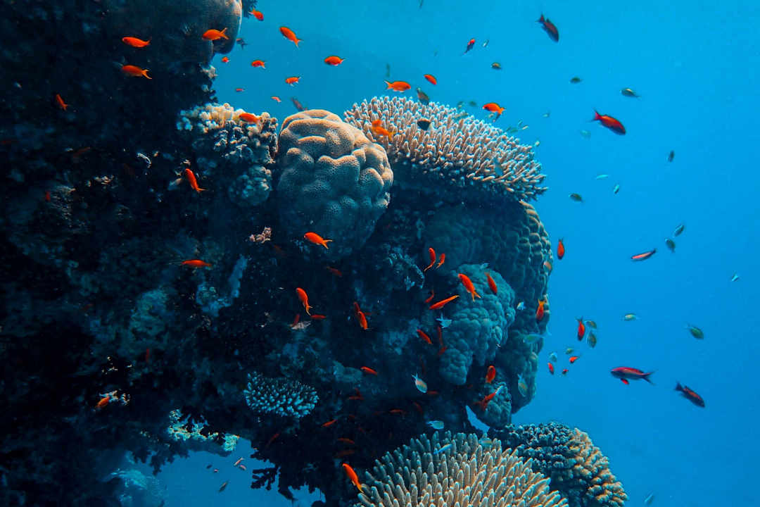Marine Safe Sunscreens: Why Some SPFs Are Bad For Marine Life