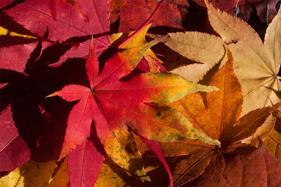 The Ultimate Skin Survival Guide This Autumn