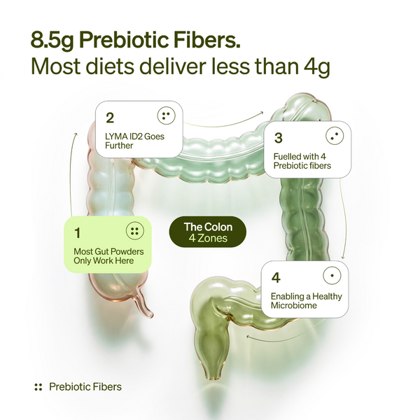 Diagram of the colon with prebiotic fibers highlighted, emphasizing 8.5g prebiotic fibers and their benefits.