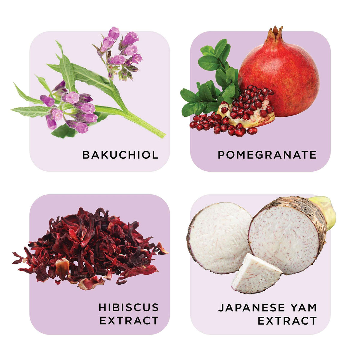 Four square cards displaying different natural ingredients with labels on a white background.
