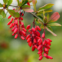 Berberine
